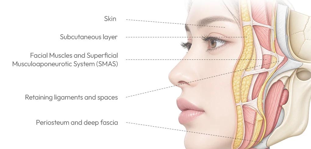 Facial anatomy: skin, subcutaneous layer, facial muscles and SMAS, retaining ligaments and spaces, periosteum and deep fascia