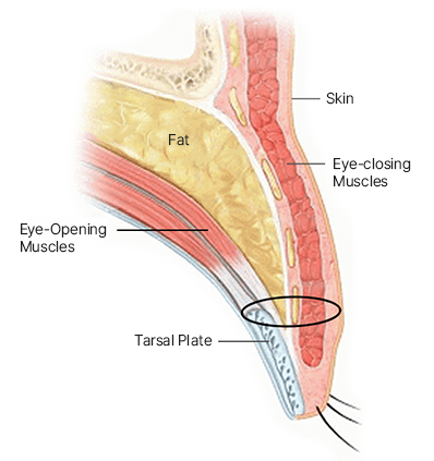 The Key to Beautiful Eyes