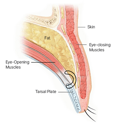The Key to Beautiful Eyes